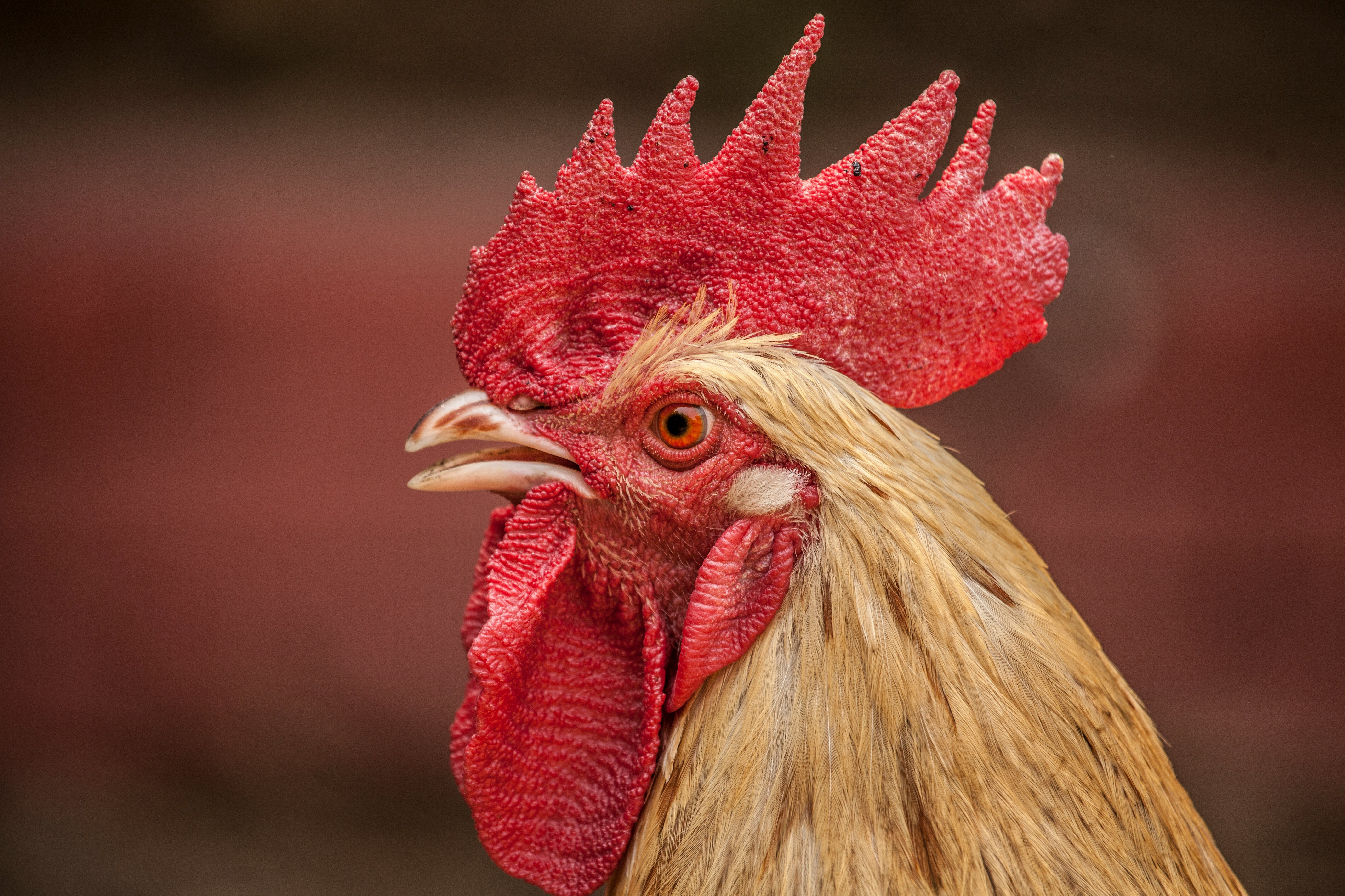 red and brown rooster head in closeup shot